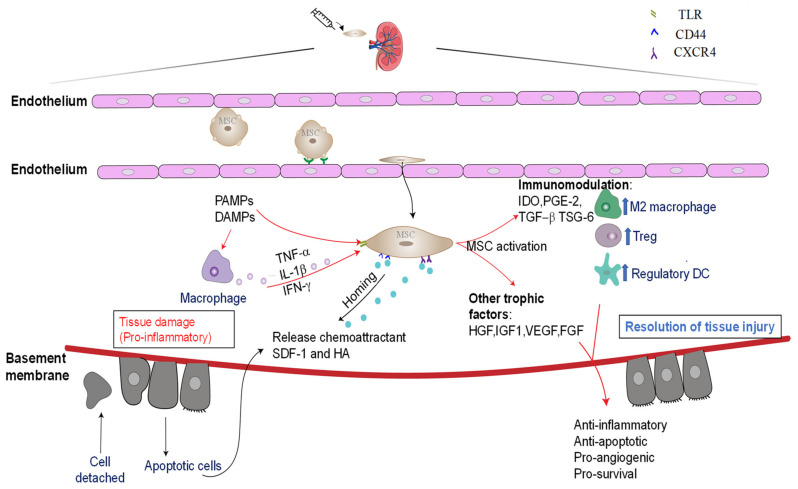 圖3:通過免疫調(diào)節(jié)和嗜性因子分泌介導(dǎo)的骨髓間充質(zhì)干細(xì)胞的腎臟保護(hù)作用。 圖3:通過免疫調(diào)節(jié)和嗜性因子分泌介導(dǎo)的骨髓間充質(zhì)干細(xì)胞的腎臟保護(hù)作用。