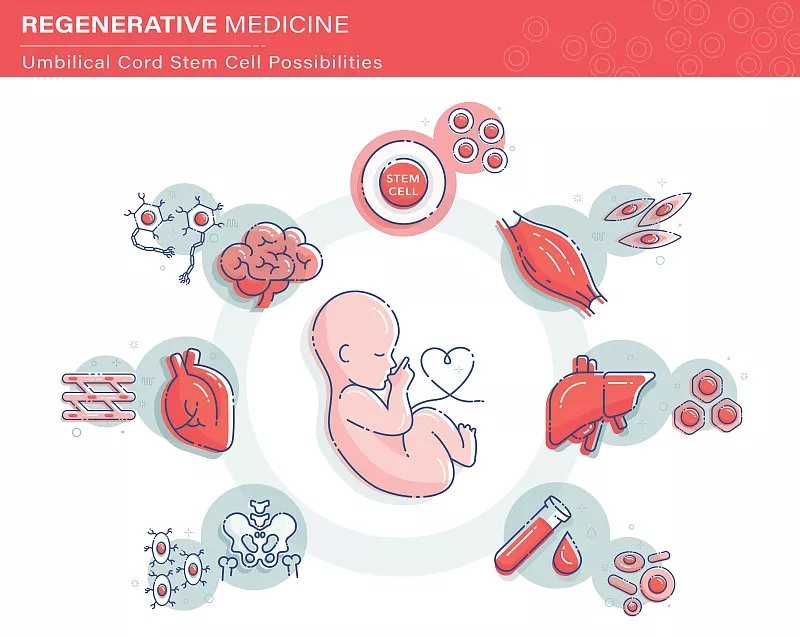 臍帶間充質(zhì)干細胞對于多種疾病的治療機理 臍帶間充質(zhì)干細胞對于多種疾病的治療機理