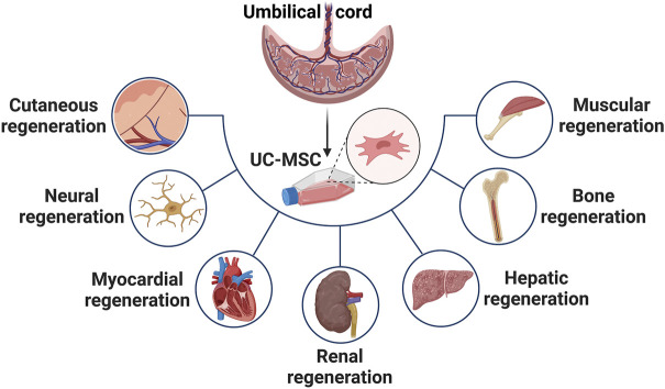臍帶間充質干細胞在治療皮膚、神經、心肌、腎臟、肝臟、骨骼和肌肉功能障礙等多種疾病中的應用