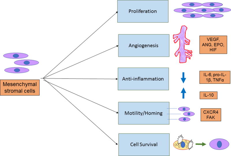 間充質干細胞的治療作用   