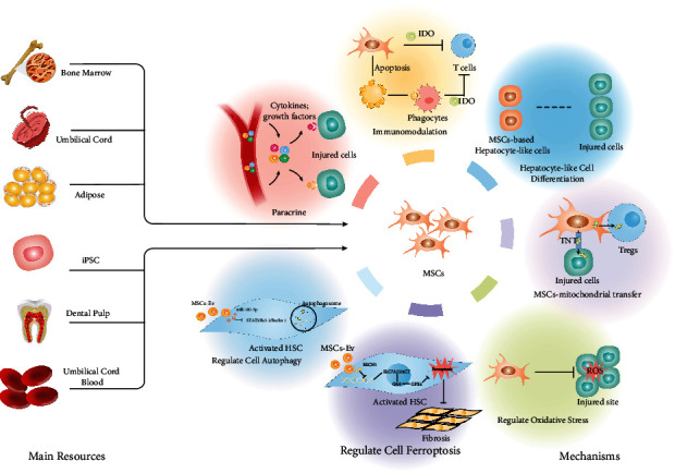 間充質(zhì)干細(xì)胞治療肝纖維化/肝硬化的主要資源和潛在治療機(jī)制