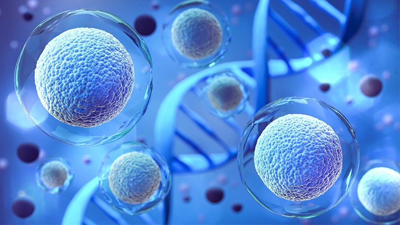 干細(xì)胞如何用于生物醫(yī)學(xué)研究和治療？