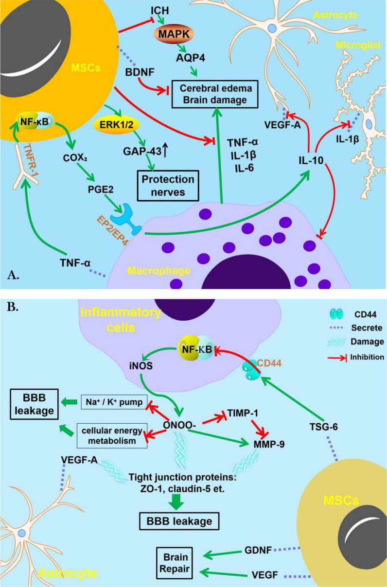 間充質干細胞治療腦出血的機制 圖2:間充質干細胞治療腦出血的機制。