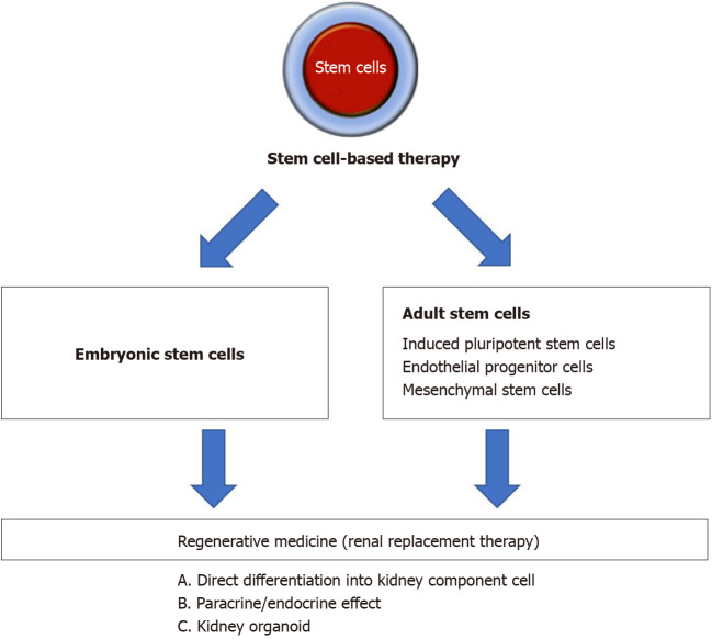 圖1：間充質(zhì)干細(xì)胞治療腎病疾病的概述。