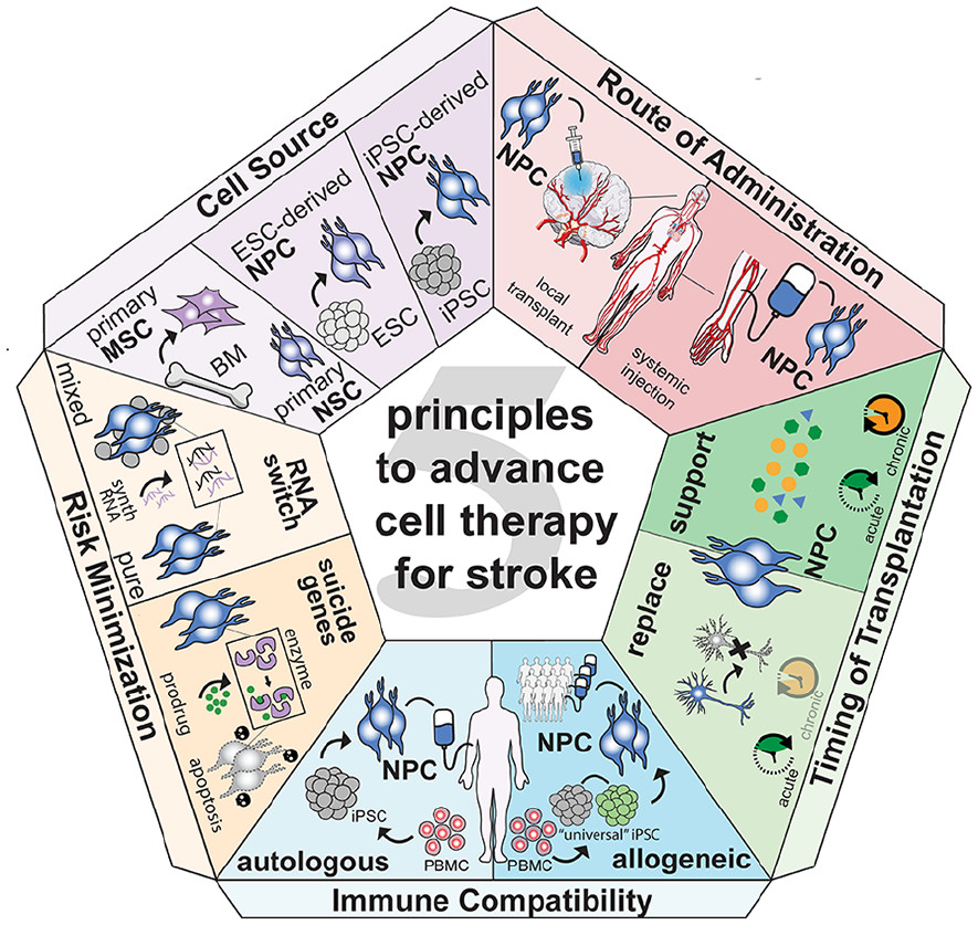 圖1：推進中風細胞治療的五項原則。
