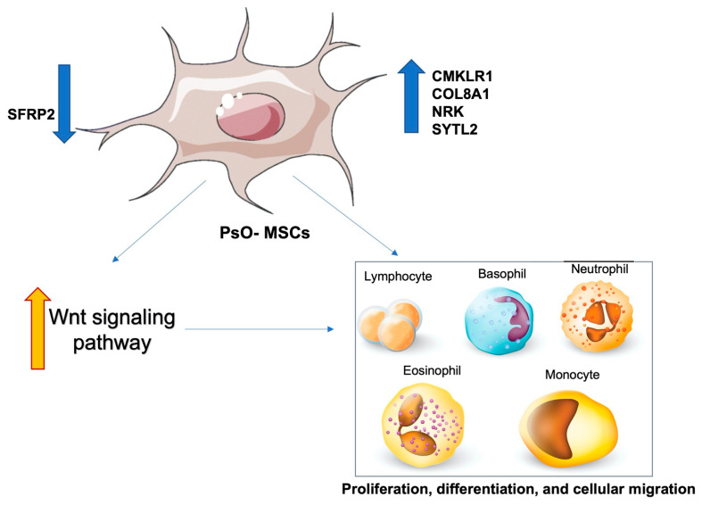 圖4:PsO-MSCs與免疫細胞的關系 圖4:PsO-MSCs與免疫細胞的關系