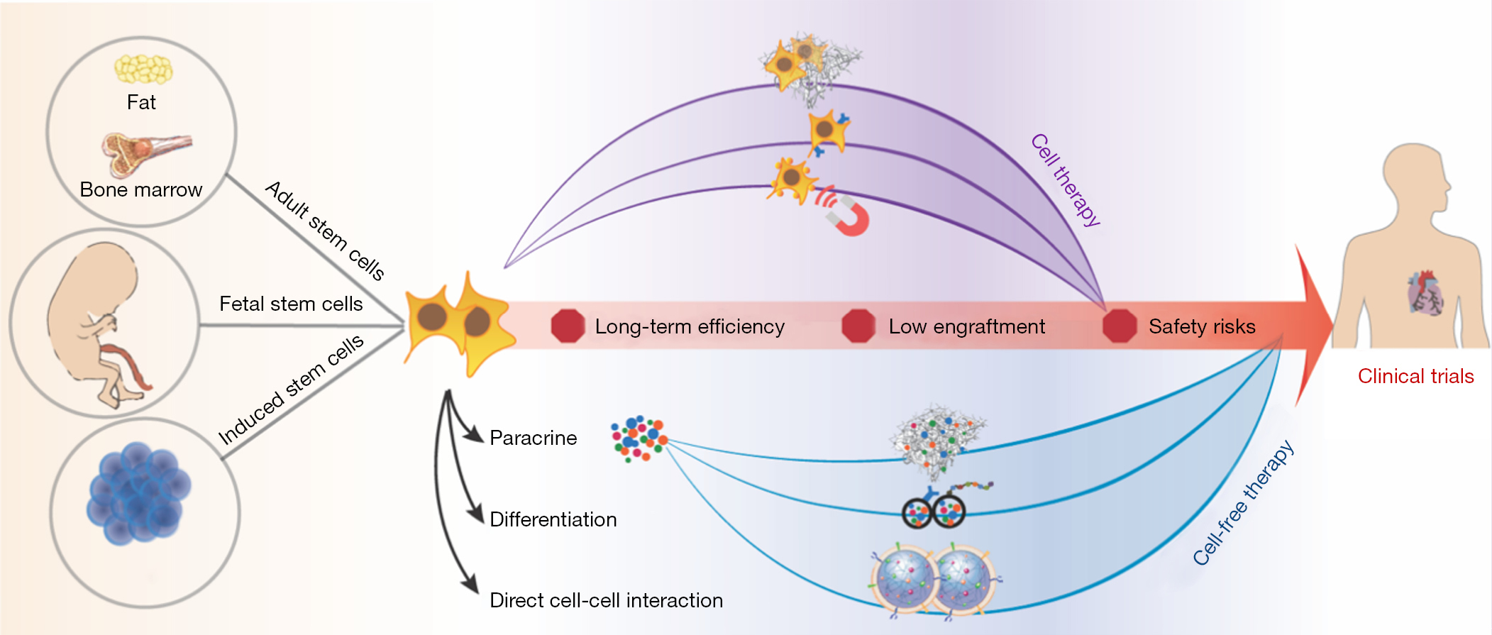 圖1：加速干細胞療法臨床轉化的生物工程策略。