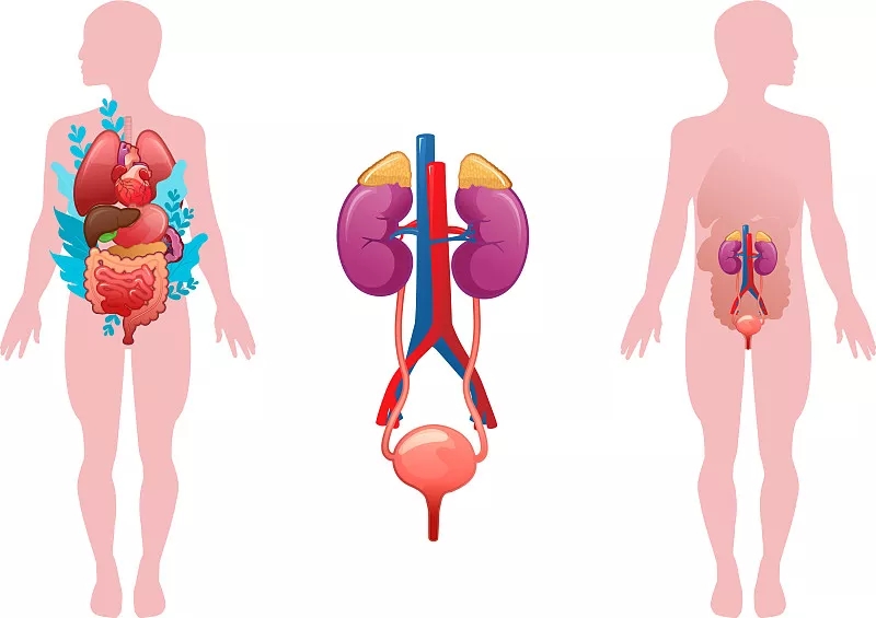 干細(xì)胞療法治療泌尿系統(tǒng)疾病 干細(xì)胞療法治療泌尿系統(tǒng)疾病