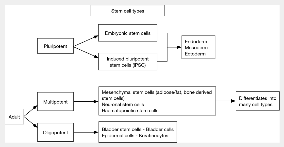 圖1:干細(xì)胞:類型和特征 圖1:干細(xì)胞:類型和特征