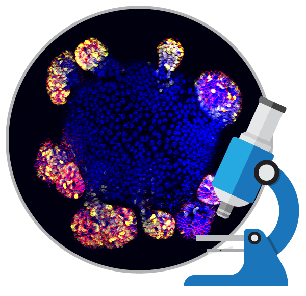 消除所謂的干細(xì)胞療法是真的包治百病的神話！