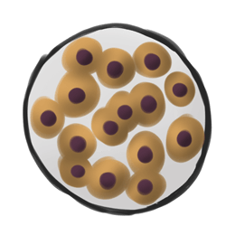 3.分裂繼續(xù)。