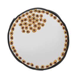 4. 細(xì)胞分為內(nèi)部團塊和外部團塊。內(nèi)部細(xì)胞可以作為干細(xì)胞收獲。
