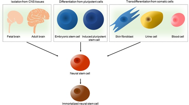 神經(jīng)干細(xì)胞的來源 圖2:神經(jīng)干細(xì)胞的來源