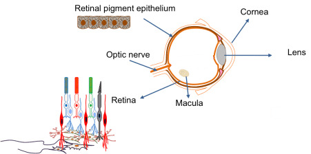 眼睛:?由不同細胞類型層組成的復雜器官
