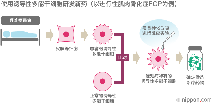 誘導(dǎo)多能干細(xì)胞