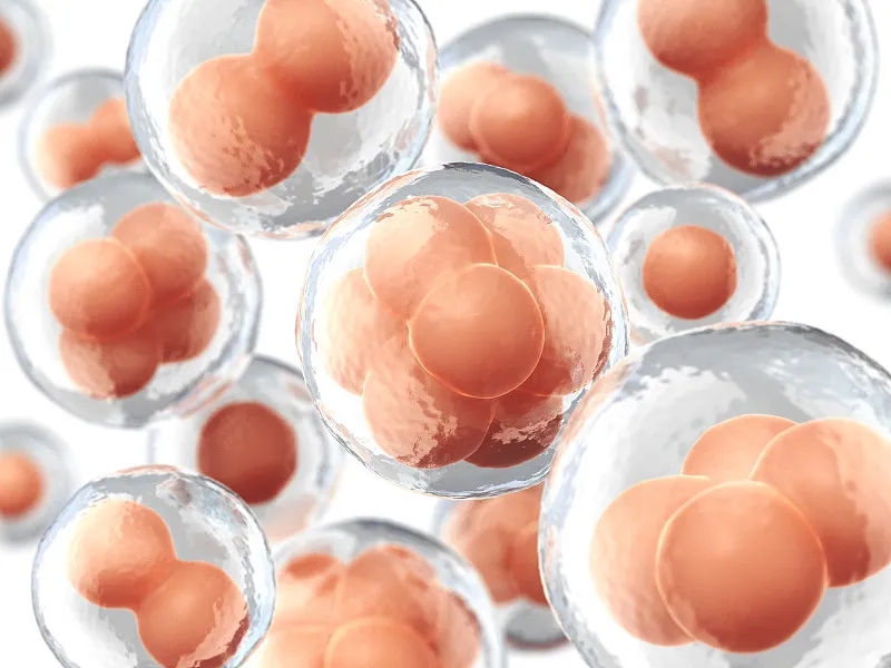 為什么要進行干細胞移植