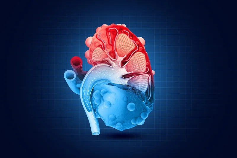 間充質干細胞治療腎臟疾病克服這四大挑戰丨將迎來新的曙光 間充質干細胞治療腎臟疾病克服這四大挑戰丨將迎來新的曙光