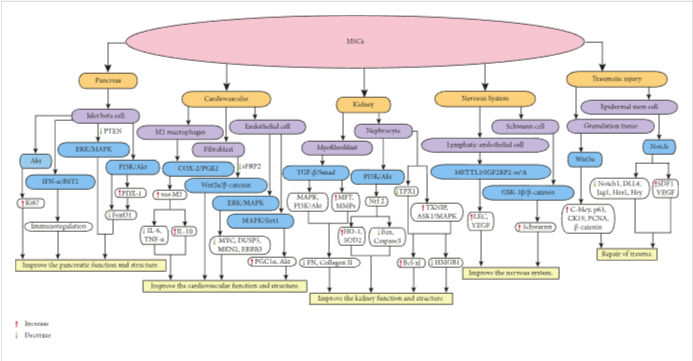 圖1:MSCs在個體靶組織或細胞中調節不同的信號通路,進而調節細胞因子的分泌水平,最終改善靶組織的功能和結構。 圖1:MSCs在個體靶組織或細胞中調節不同的信號通路,進而調節細胞因子的分泌水平,最終改善靶組織的功能和結構。