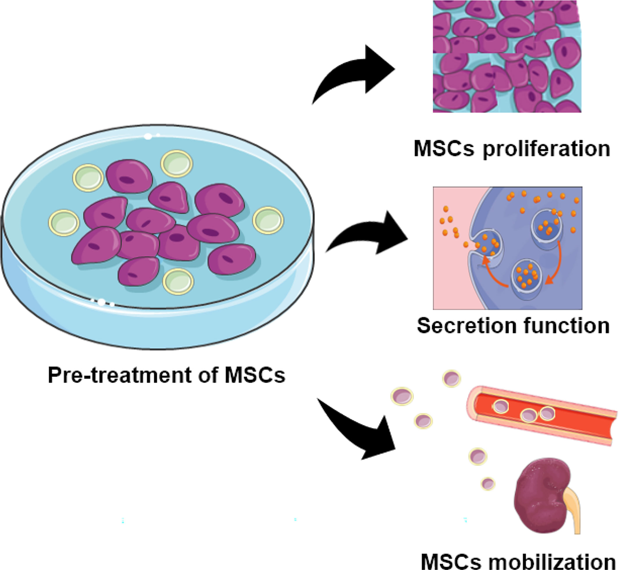 圖2:用特定物質預處理的MSCs的功能。預處理的MSC表現出增強的增殖、分泌和定位能力 圖2:用特定物質預處理的MSCs的功能。預處理的MSC表現出增強的增殖、分泌和定位能力