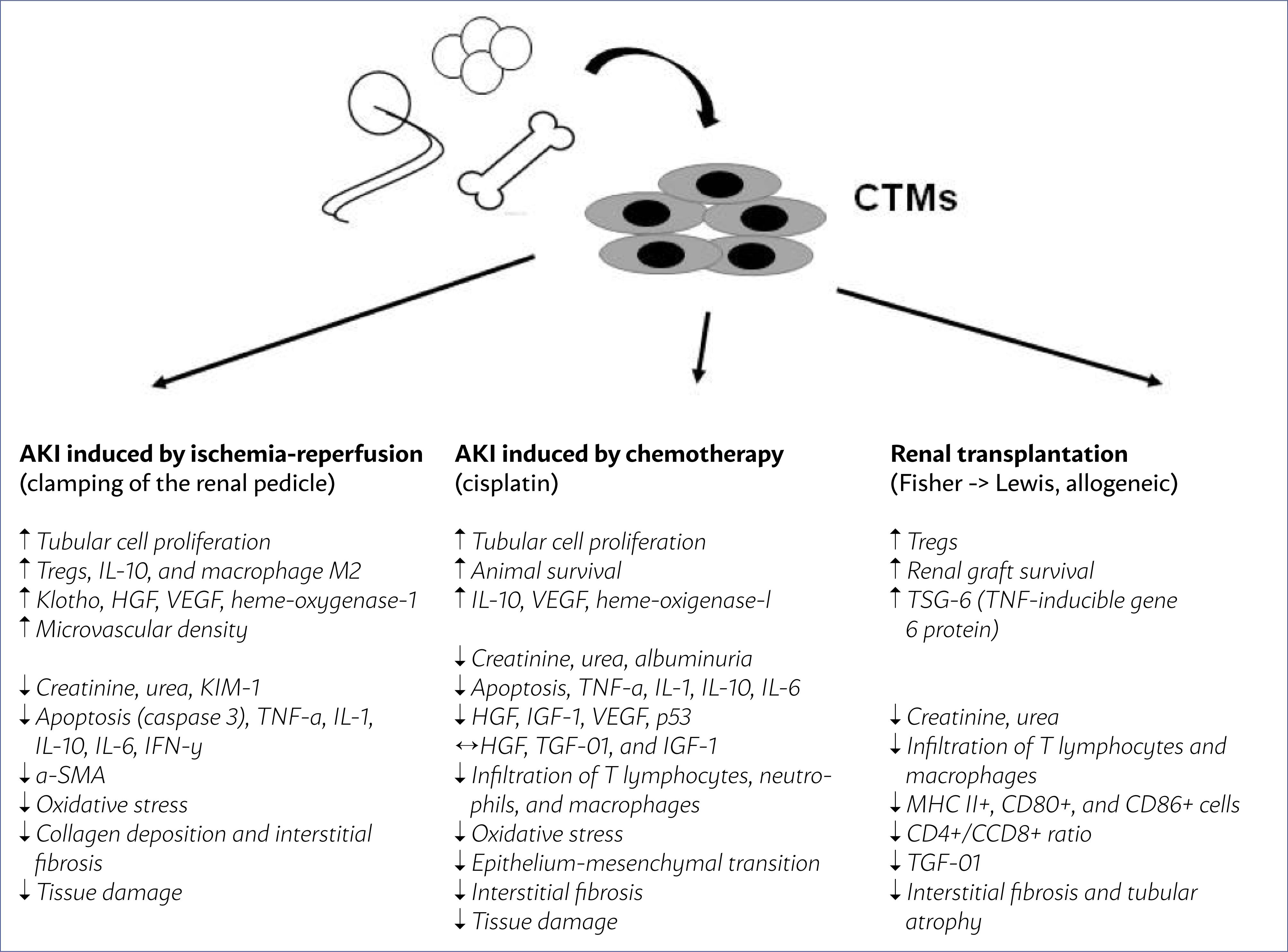 圖1:從骨髓、脂肪組織和臍帶中提取的間充質干細胞在幾種AKI模型中通過腎蒂鉗夾缺血再灌注、化療(順鉑)和腎移植的主要作用。 圖1:從骨髓、脂肪組織和臍帶中提取的間充質干細胞在幾種AKI模型中通過腎蒂鉗夾缺血再灌注、化療(順鉑)和腎移植的主要作用。