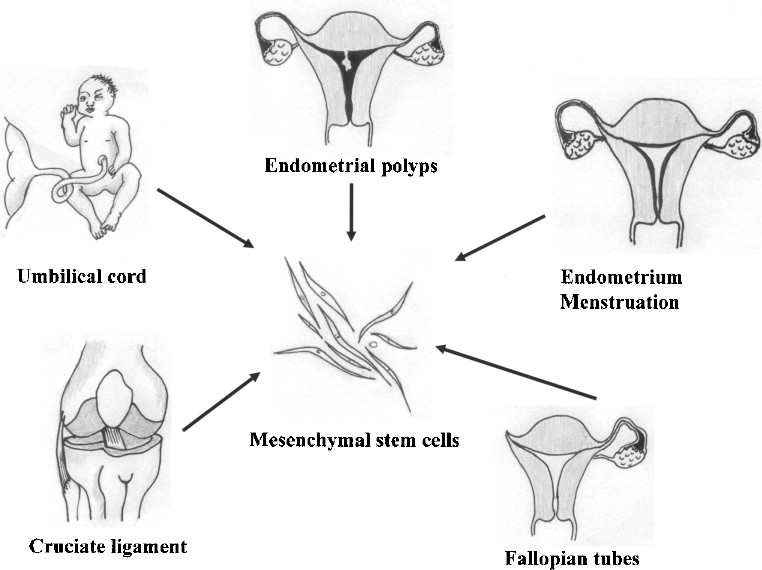 圖1。各種新的MSC來源。細胞經(jīng)過分離培養(yǎng)，可分化為三個胚層用于移植