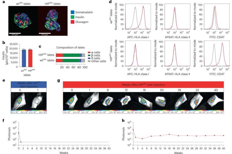 同種異體HIP胰島實現長期存活。 同種異體HIP胰島實現長期存活。