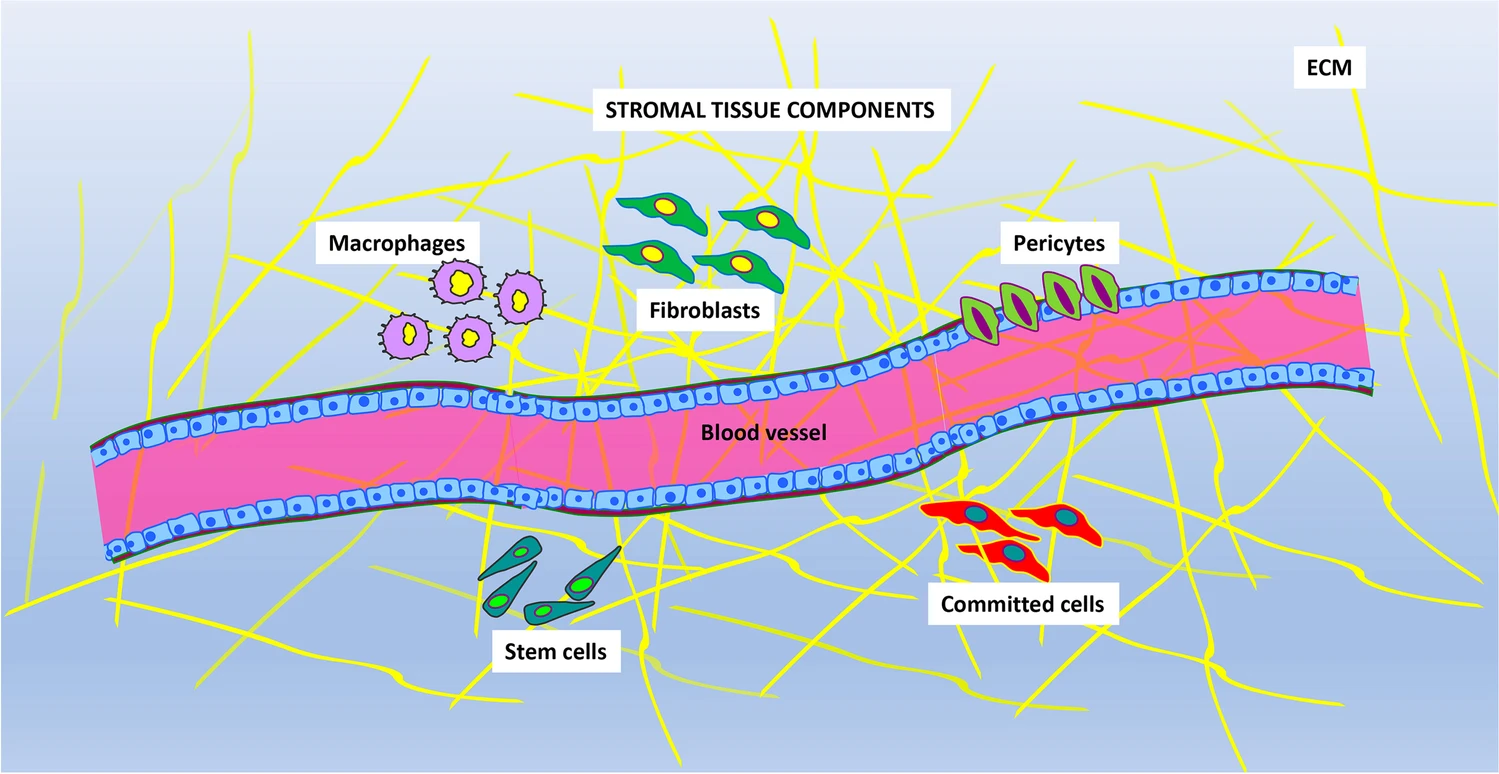 圖片顯示存在于基質組織中的主要成分。不同的細胞表型與血管和細胞外基質 (ECM) 成分混合在一起。主要的細胞類型是：巨噬細胞、成纖維細胞、周細胞、定向細胞和干細胞