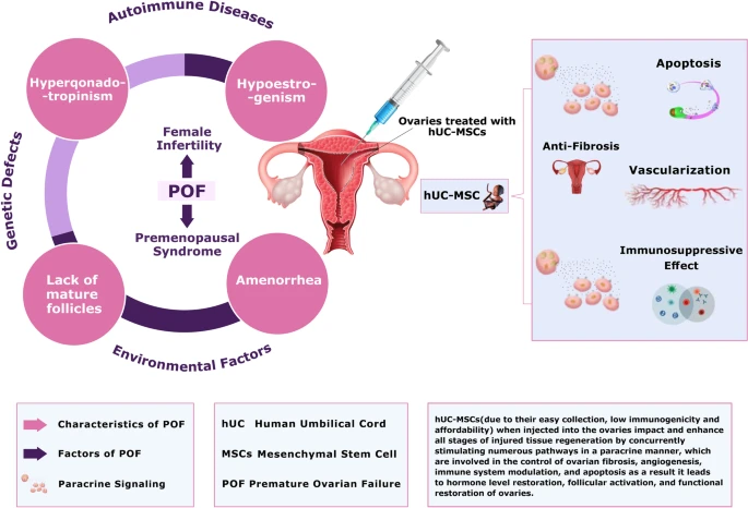 間充質干細胞治療卵巢早衰的治療潛力 間充質干細胞治療卵巢早衰的治療潛力