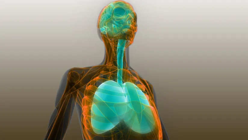 人體器官肺和腦解剖學(xué)。 人體器官肺和腦解剖學(xué)。