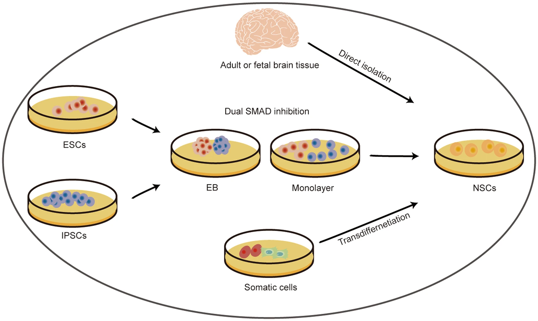 圖2:神經干細胞的來源 圖2:神經干細胞的來源