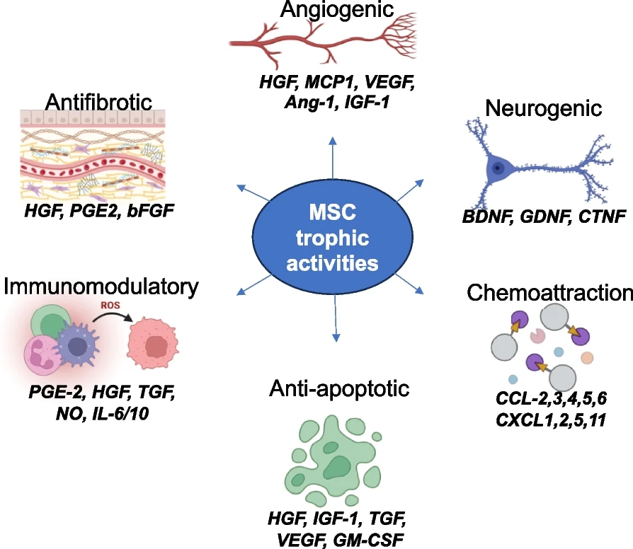 間充質干細胞的功能：間充質干細胞的關鍵營養功能和參與組織修復和免疫調節的生物活性因子的示意圖