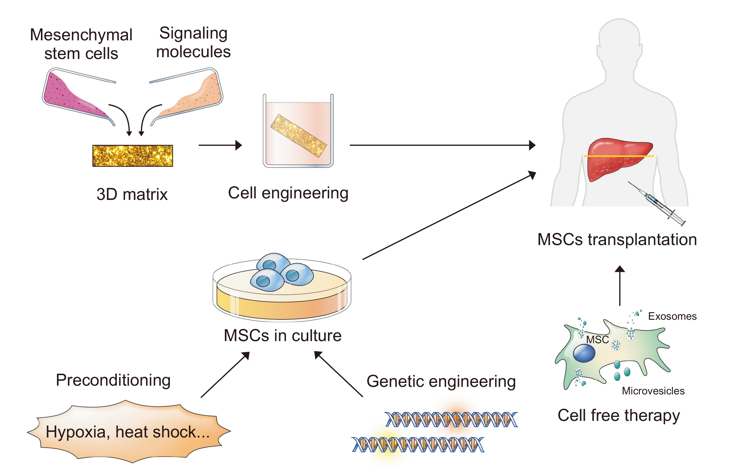 提高間充質干細胞(MSC)療法療效的策略。 提高間充質干細胞(MSC)療法療效的策略。