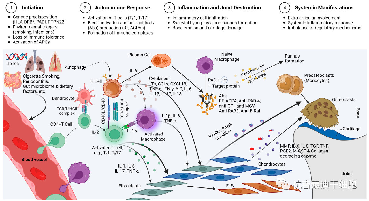 圖1:RA的免疫發(fā)病機制示意圖,強調(diào)了在RA發(fā)展中發(fā)揮關(guān)鍵作用的各種細胞和分子因素的復(fù)雜相互作用。 圖1:RA的免疫發(fā)病機制示意圖,強調(diào)了在RA發(fā)展中發(fā)揮關(guān)鍵作用的各種細胞和分子因素的復(fù)雜相互作用。