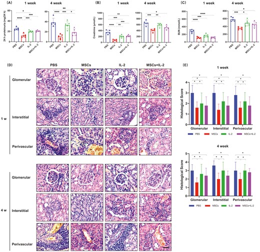 圖2:UC-MSCs治療可長(zhǎng)期緩解腎損傷 圖2:UC-MSCs治療可長(zhǎng)期緩解腎損傷