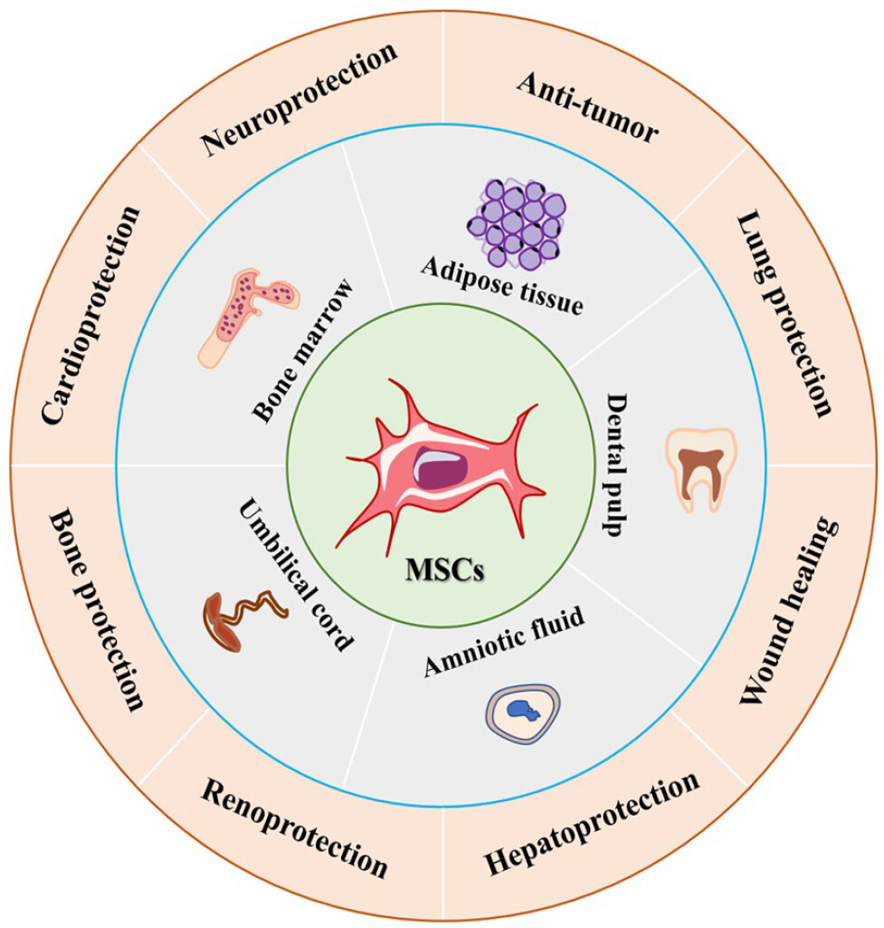 圖1：間充質干細胞的來源和應用。