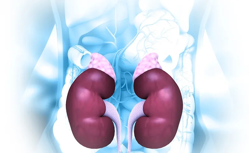 慢性腎衰竭的癥狀-病因-診斷-治療-預(yù)防 慢性腎衰竭的癥狀-病因-診斷-治療-預(yù)防