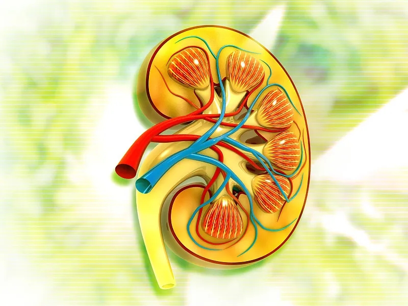 關(guān)于第3期腎病,您應(yīng)該知道的一切