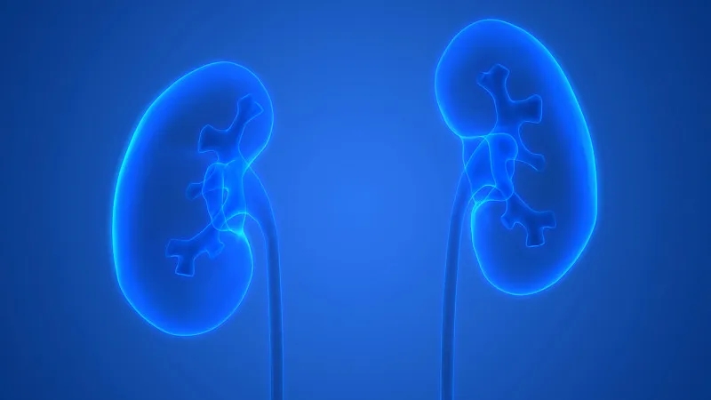 干細胞在治療腎病中取得哪些進展?未來將面臨哪些挑戰(zhàn)? 干細胞在治療腎病中取得哪些進展?未來將面臨哪些挑戰(zhàn)?