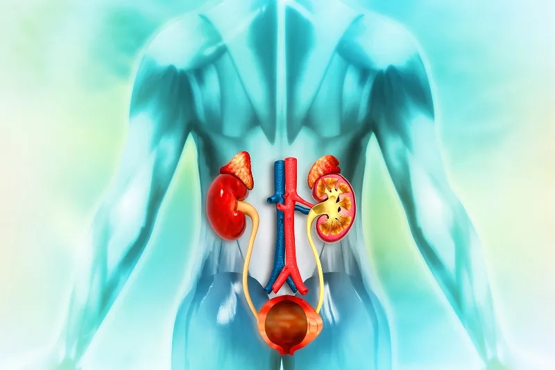 間充質干細胞治療可改善腎衰竭和腎結石多發性發作 間充質干細胞治療可改善腎衰竭和腎結石多發性發作