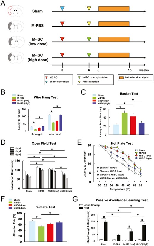 MCAO后顱內(nèi)移植h-iSC可改善神經(jīng)功能。