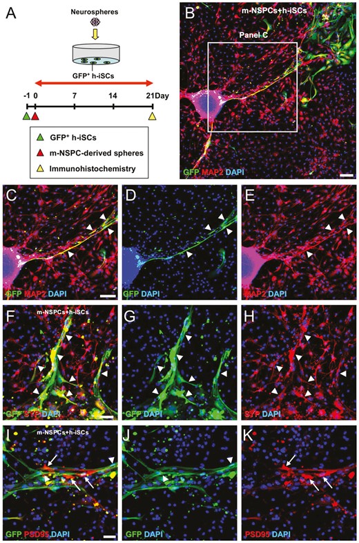 h-iSCs可以與m-NSPCs共培養(yǎng)形成神經(jīng)元回路。