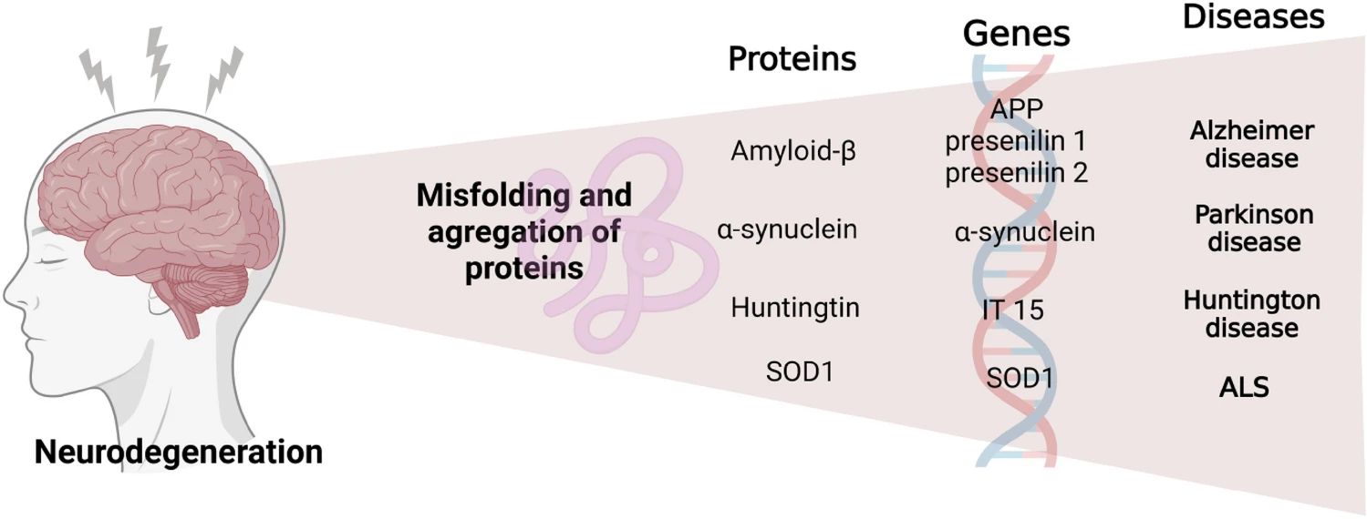 圖3:神經退行性疾病發(fā)生的過程。 圖3:神經退行性疾病發(fā)生的過程。