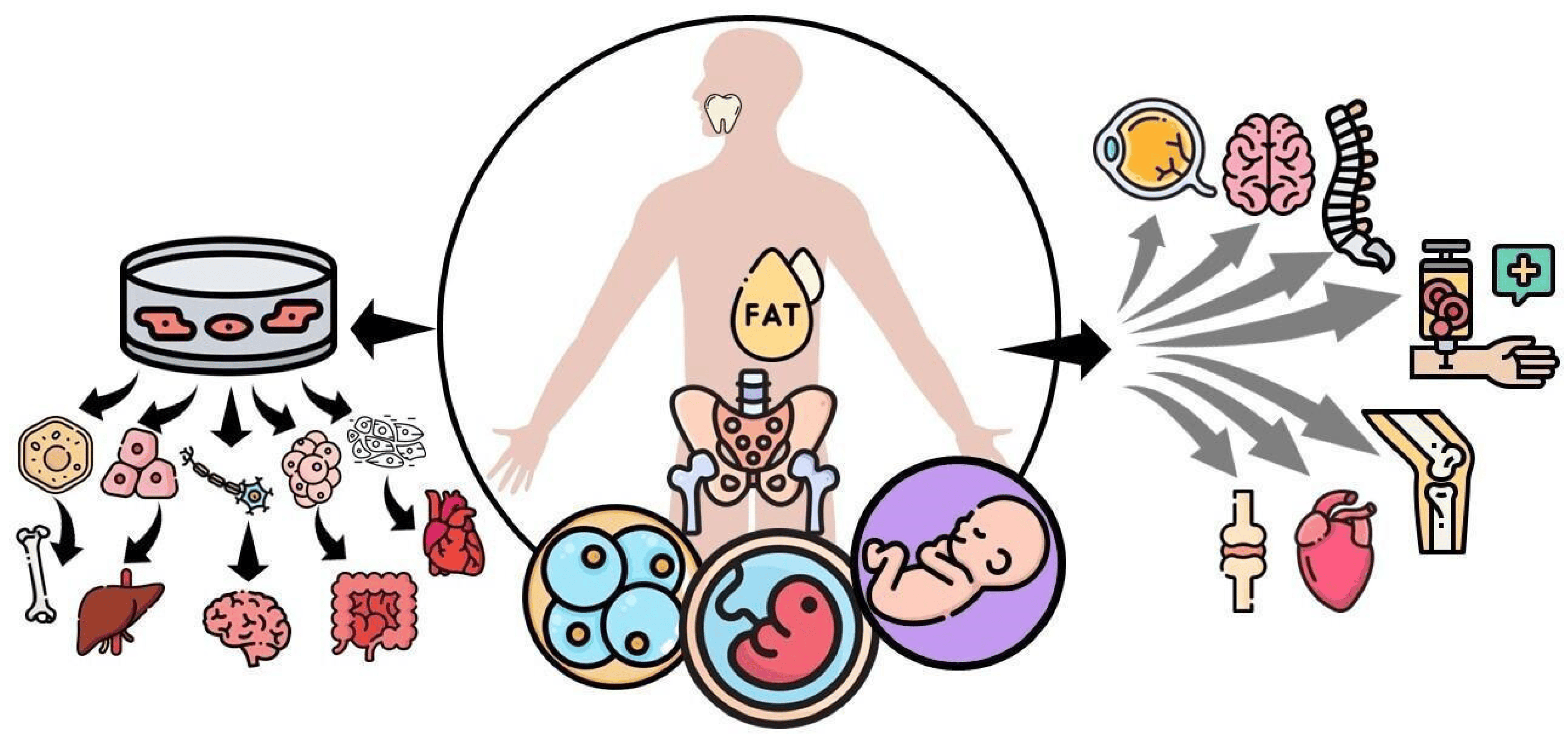 圖1：間充質干細胞 (MSC) 可根據提取時的發育階段進行分類，例如胚胎、胎兒、嬰兒或成人間充質干細胞。