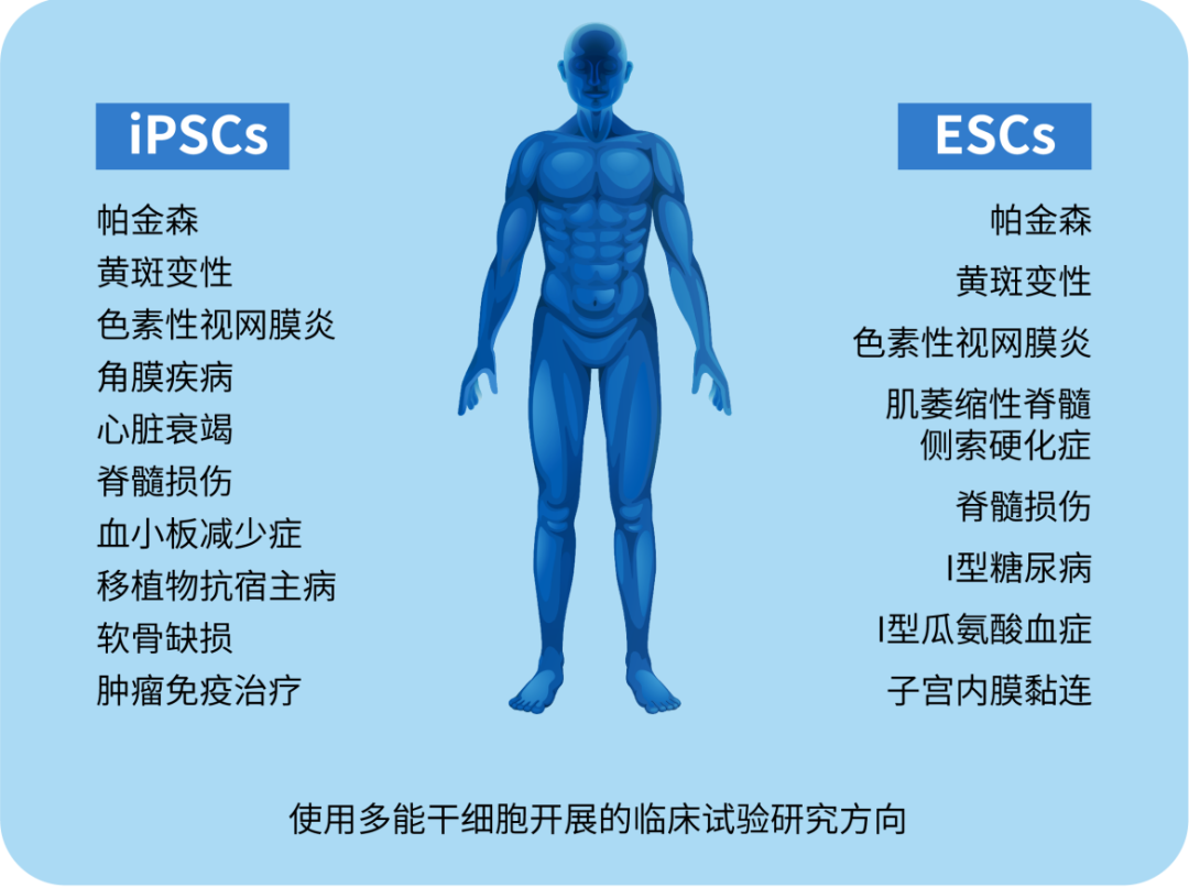 多能干細胞及其當前在醫(yī)學中的應(yīng)用