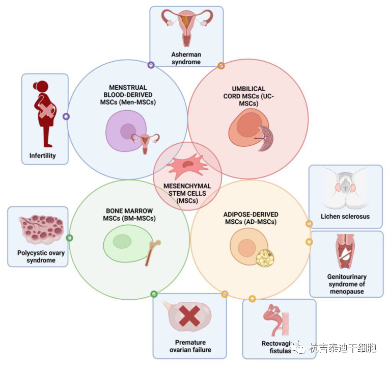 圖1:間充質(zhì)干細(xì)胞在婦科各種病癥和疾病中的治療潛力 圖1:間充質(zhì)干細(xì)胞在婦科各種病癥和疾病中的治療潛力