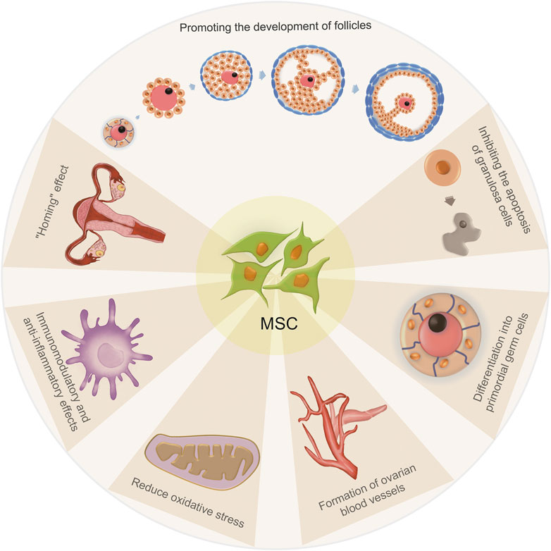 圖2:間充質(zhì)干細胞治療卵巢早衰的機制 圖2:間充質(zhì)干細胞治療卵巢早衰的機制
