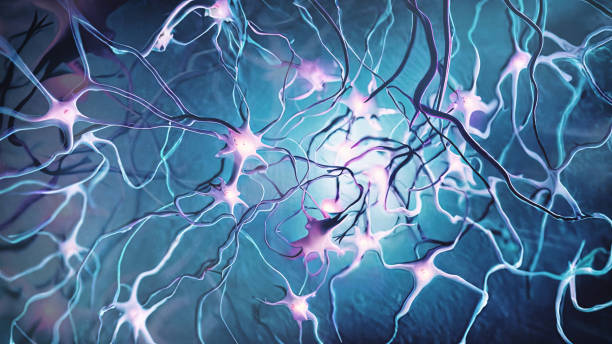 神經(jīng)干細胞常見問題解答 神經(jīng)干細胞常見問題解答