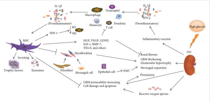 圖1:間充質(zhì)干細(xì)胞通過(guò)調(diào)節(jié)炎癥反應(yīng)、纖維化反應(yīng)和免疫細(xì)胞來(lái)減輕DN的病理變化和臨床表現(xiàn) 圖1:間充質(zhì)干細(xì)胞通過(guò)調(diào)節(jié)炎癥反應(yīng)、纖維化反應(yīng)和免疫細(xì)胞來(lái)減輕DN的病理變化和臨床表現(xiàn)
