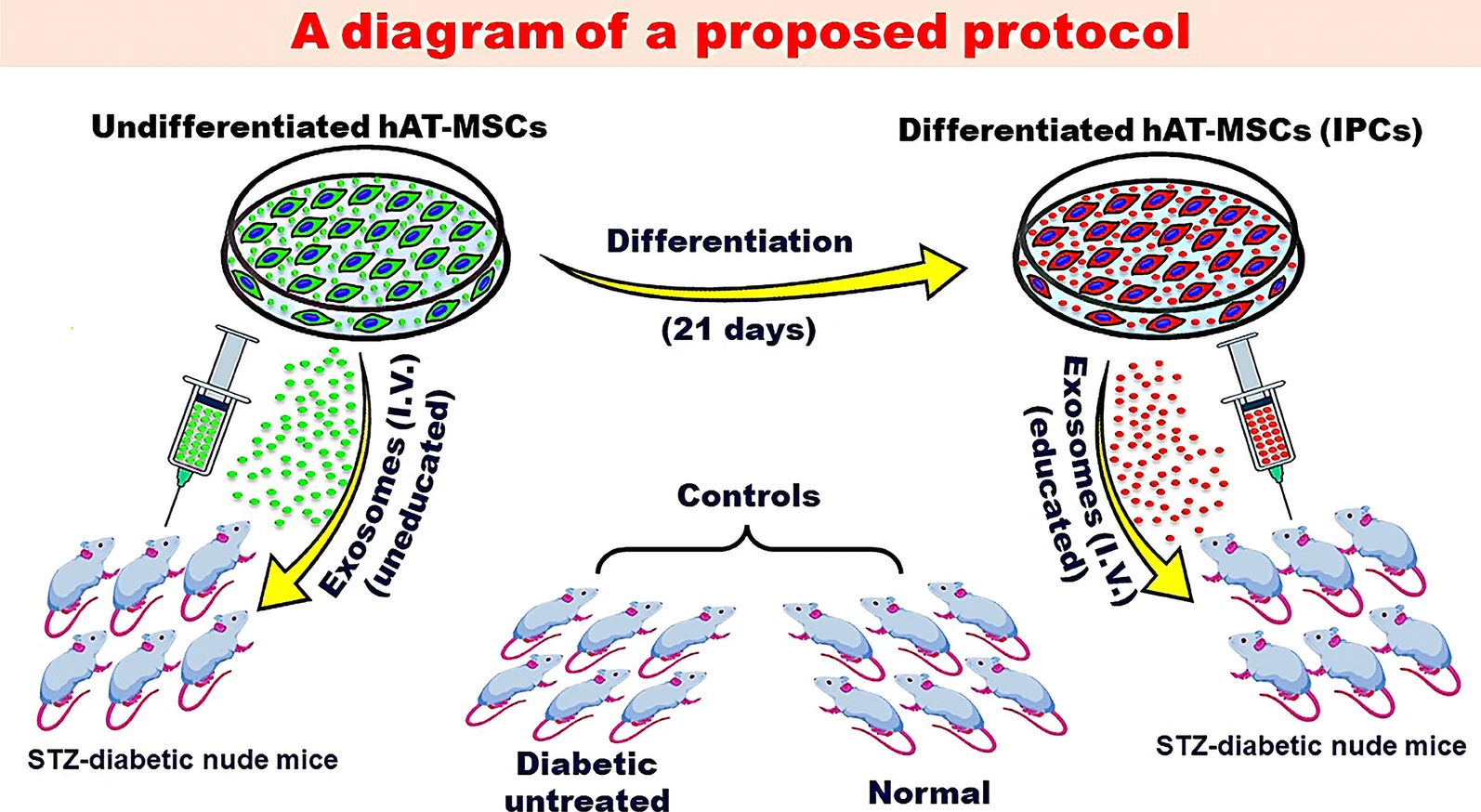 圖2：探索MSC衍生的外泌體潛在益處的建議方案。