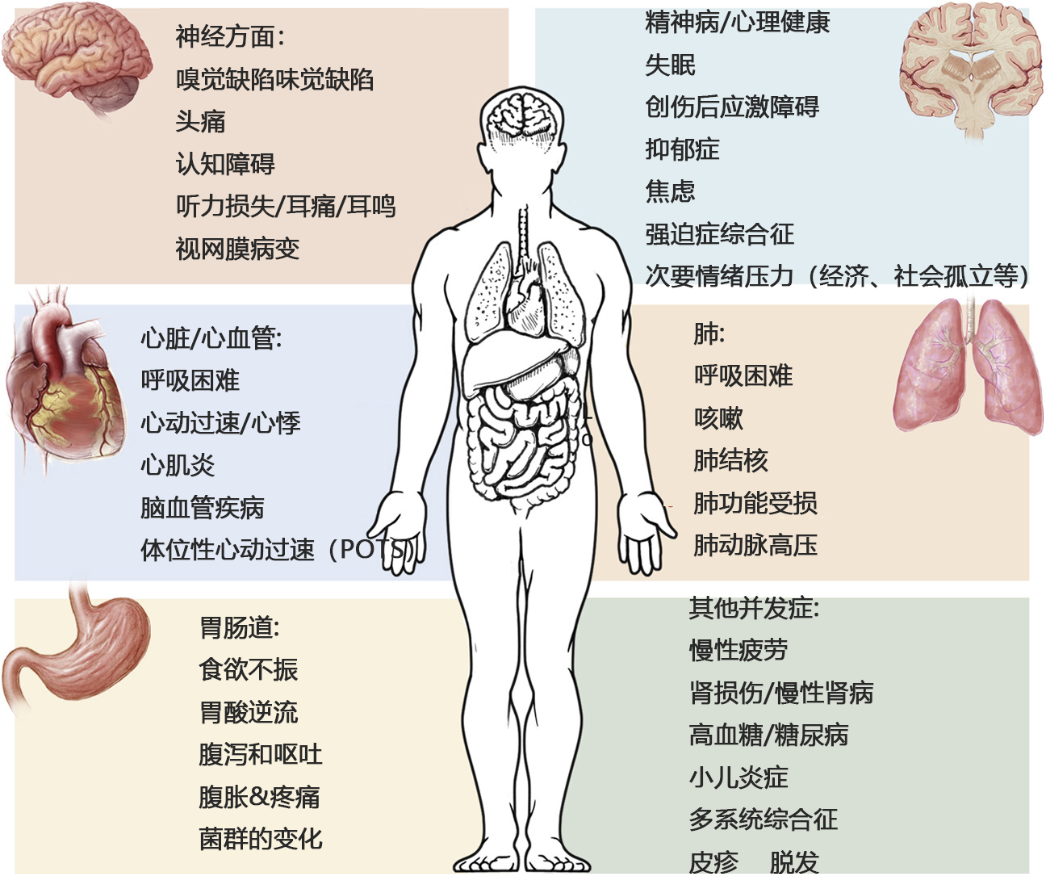 間充質(zhì)干細(xì)胞可改善多種新冠后遺癥 間充質(zhì)干細(xì)胞可改善多種新冠后遺癥